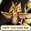 Ctsm. Jumbo Eagle